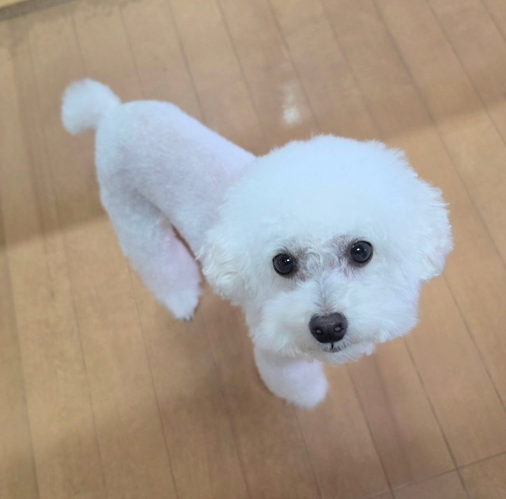 なんか顔が浮いている感じな下の子